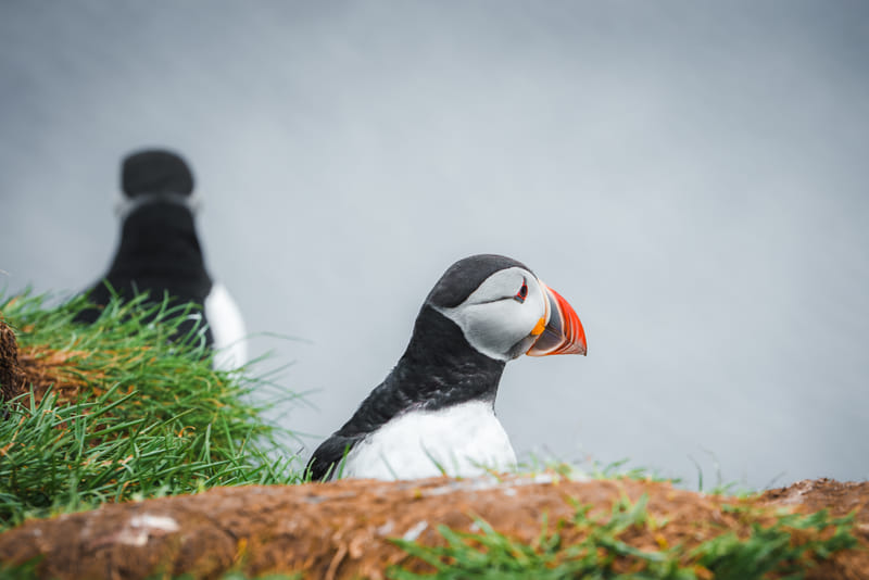 Atlantic puffins in Borgarfjordur Iceland