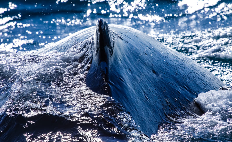 Humpback whale breaching near Husavik Iceland