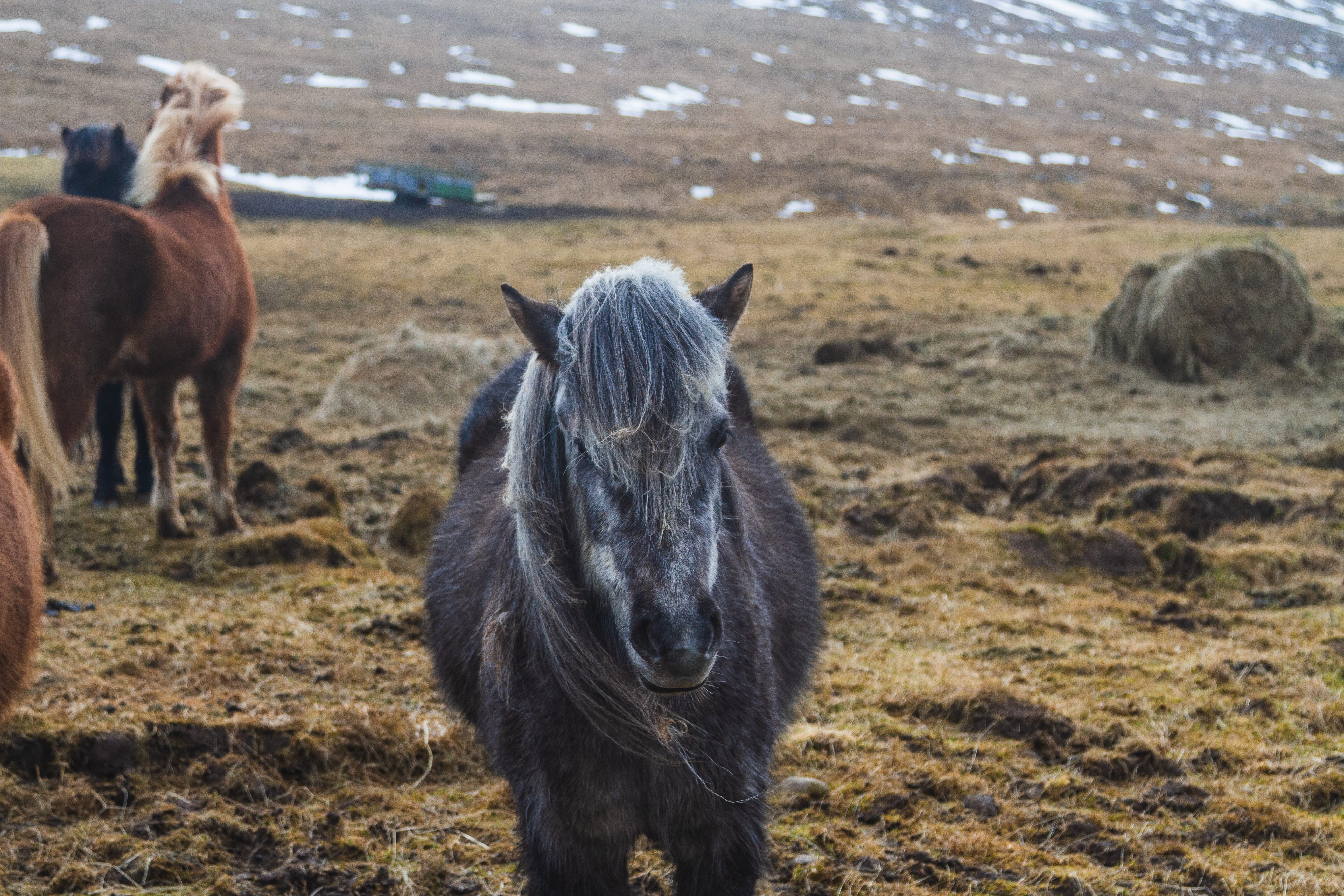 Icelandic horse in a snowy field in Iceland
