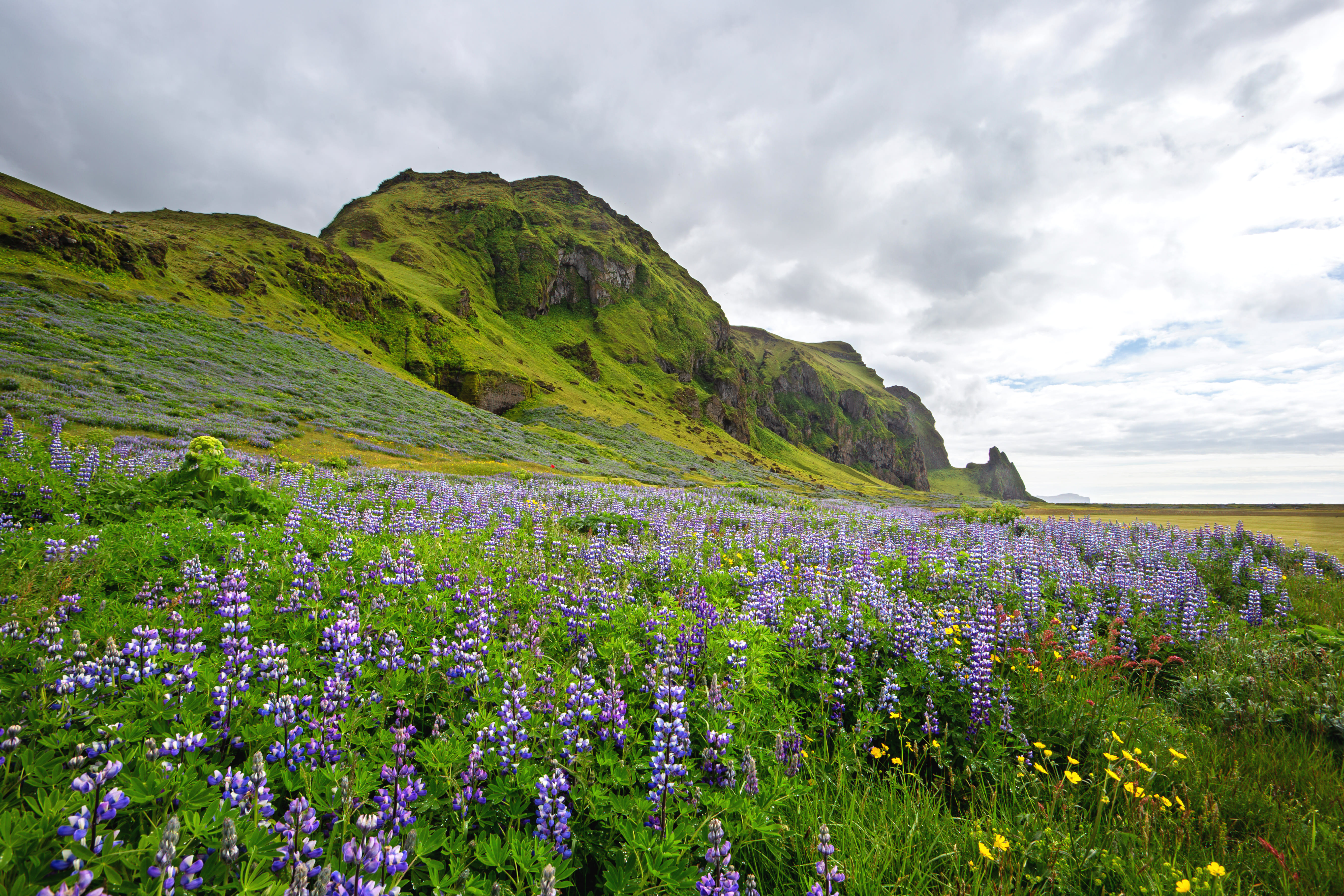 Icelandic nature scenery with purple flowers in blossom and cloudy sky