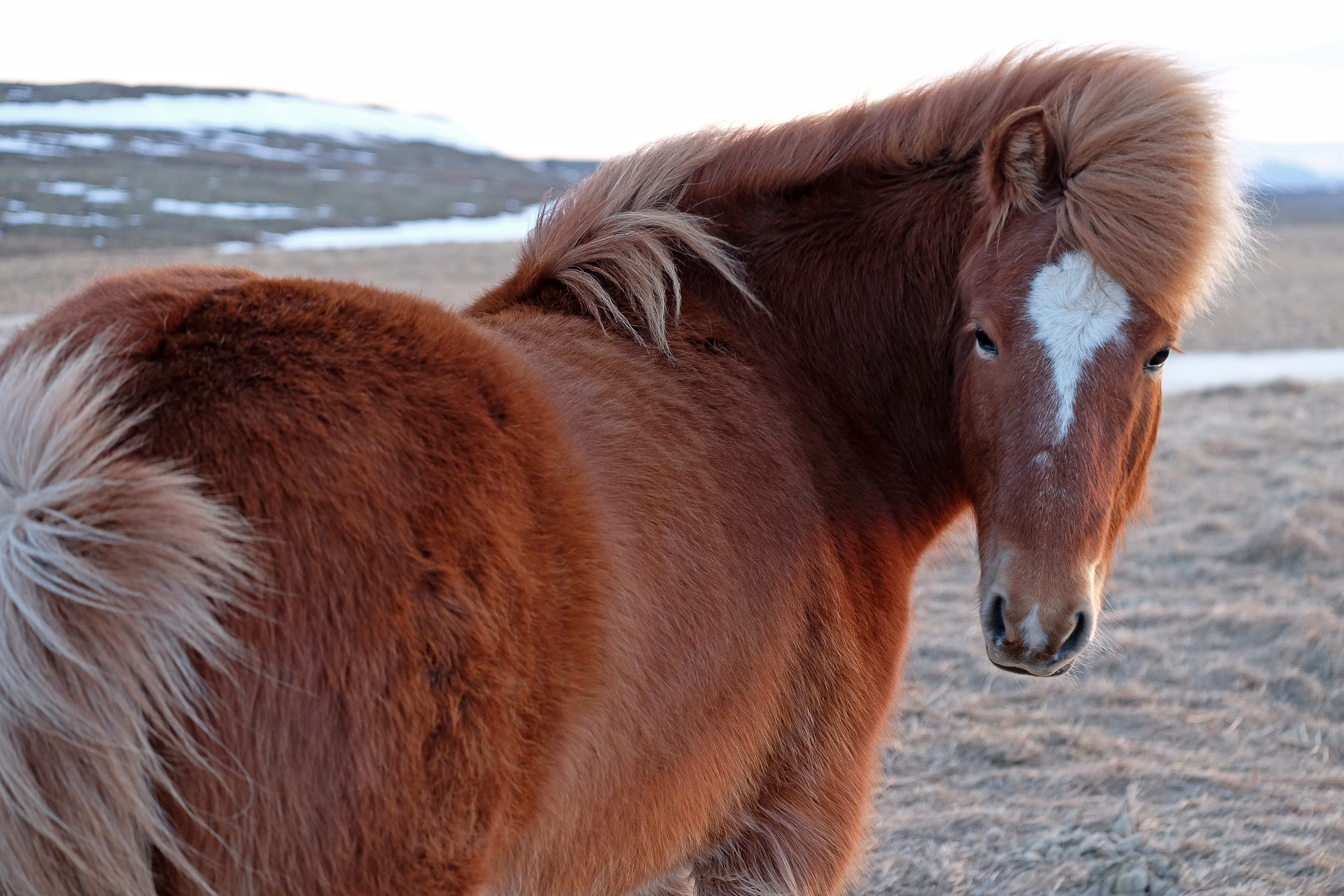 Beautiful Icelandic horse