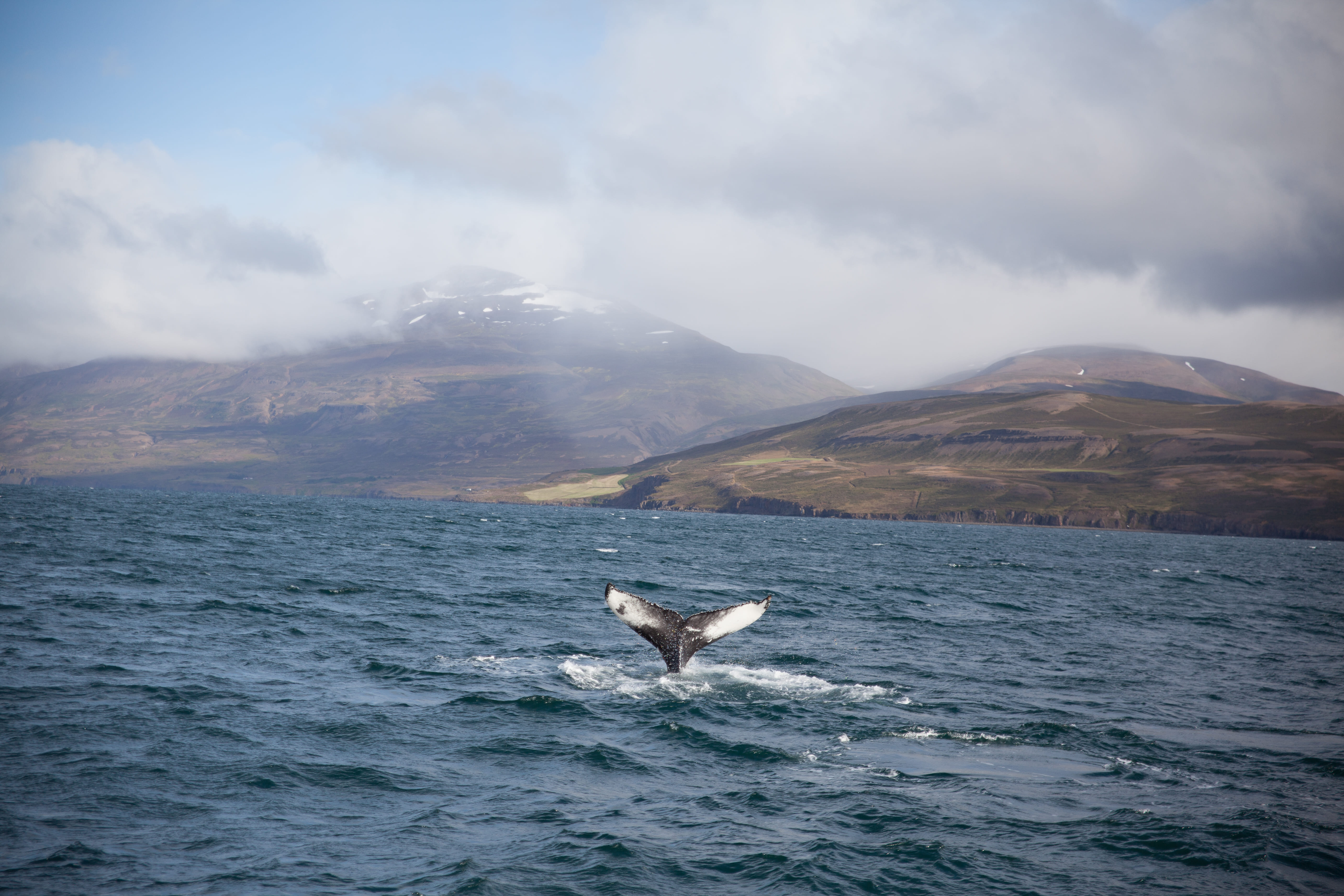 Humpback whale swimming in sea against mountains