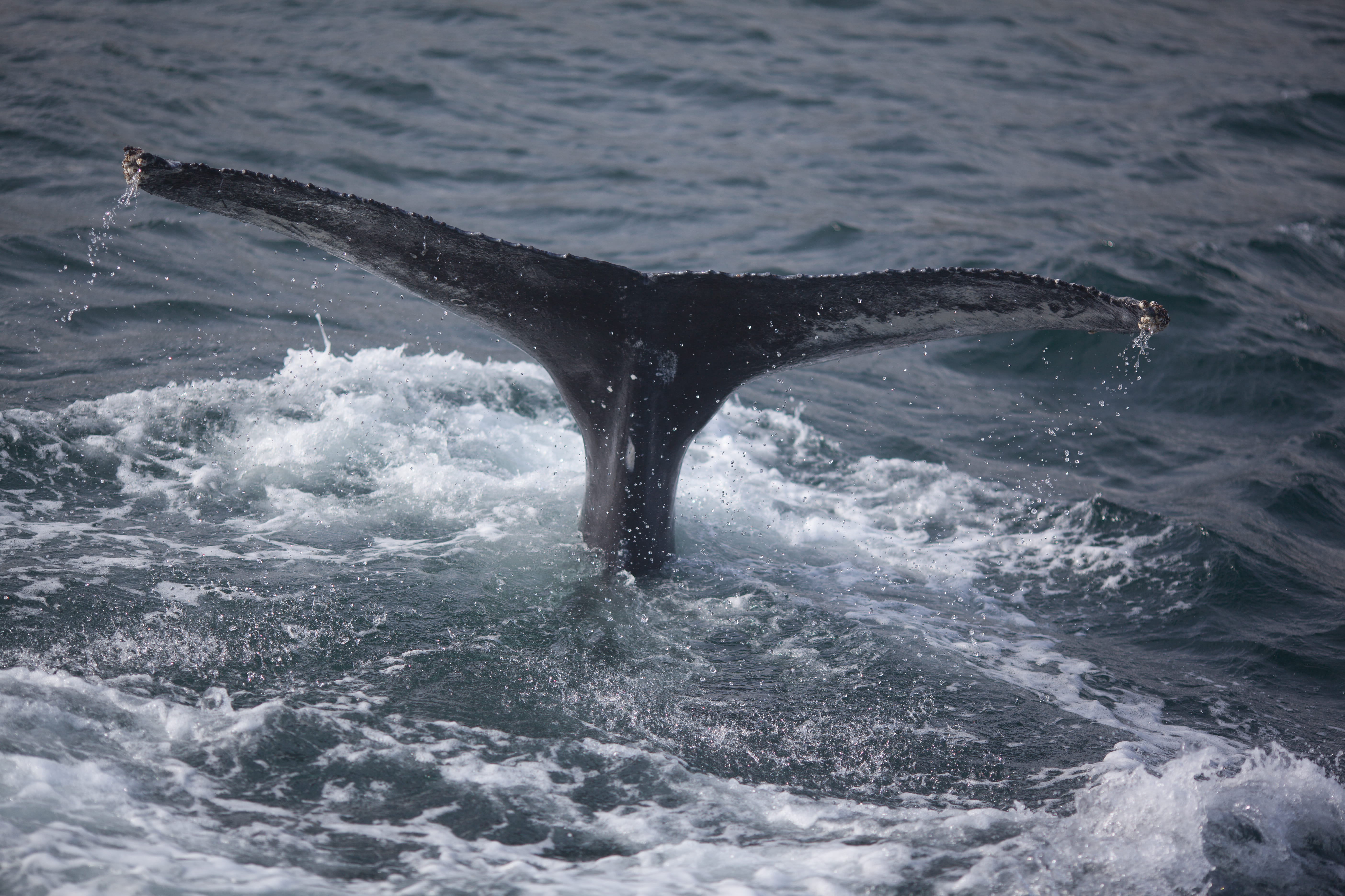 Humpback whale diving in sea